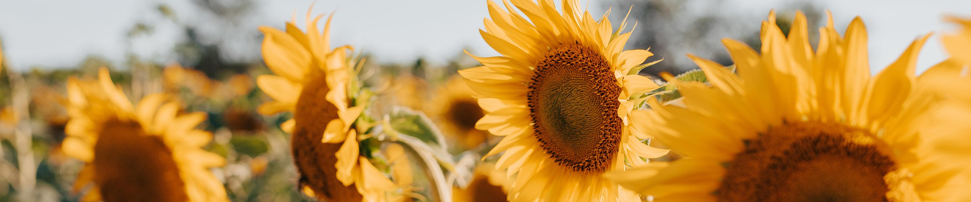 Sommer Sonnenblumen