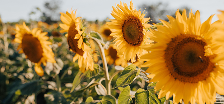Sonnenblume