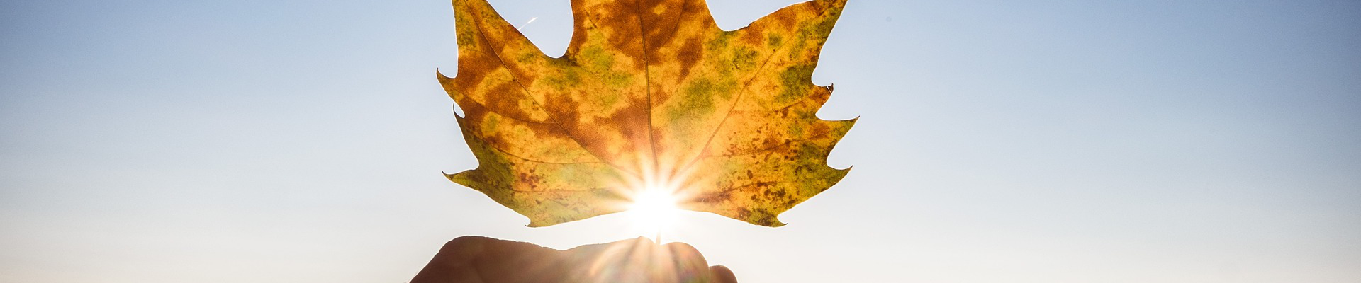 Ein gelbes Ahornblatt in Nahaufnahme in den Händen einer Person vor der strahlenden Herbstsonne und blaumen Himmel.