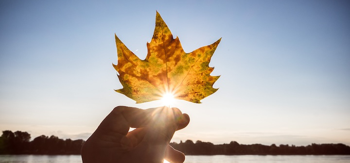 Herbstblatt vor der Sonne