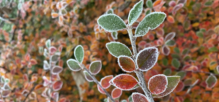 Herbsttipps Winterschutz