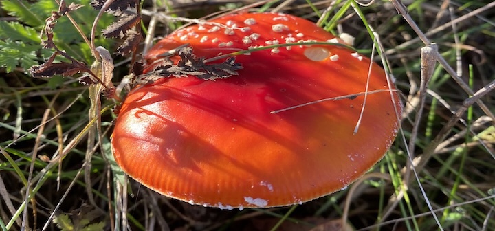 Herbstwanderungen Pilz