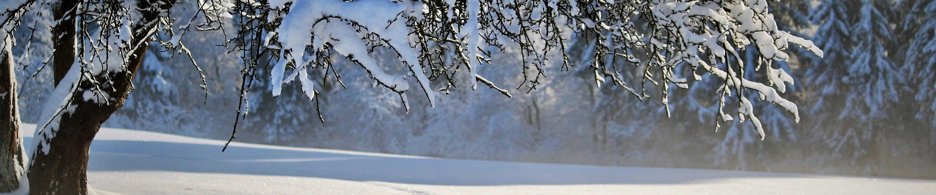 Baum und Weg mit Schnee(Titelbild)