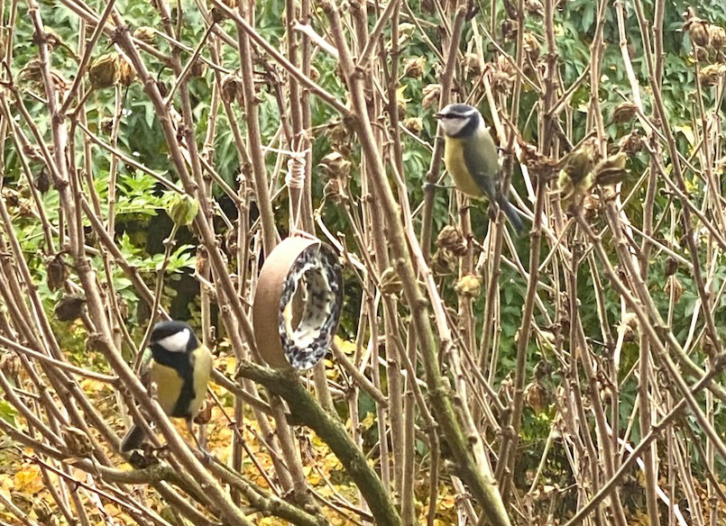 Meisen am Meisenring, Vögel richtig füttern