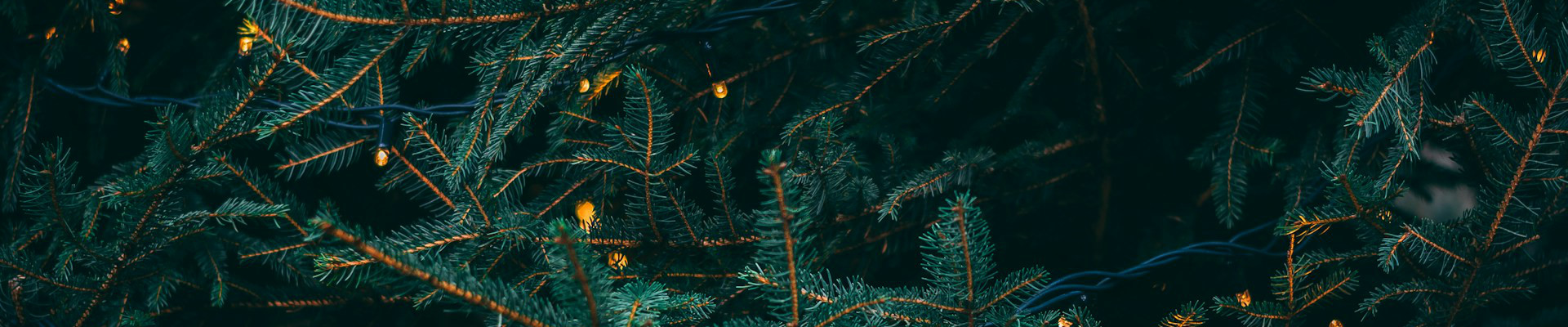 Tanne mit Lichterkette (Titelbild)