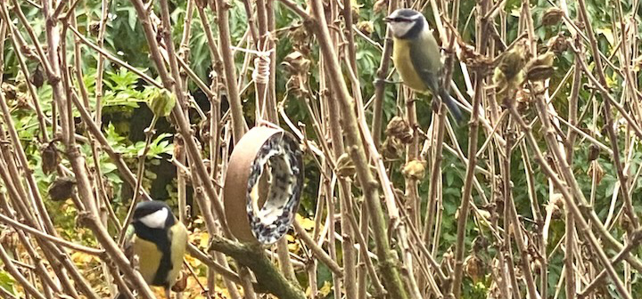 Meisen am Meisenring, Vögel richtig füttern