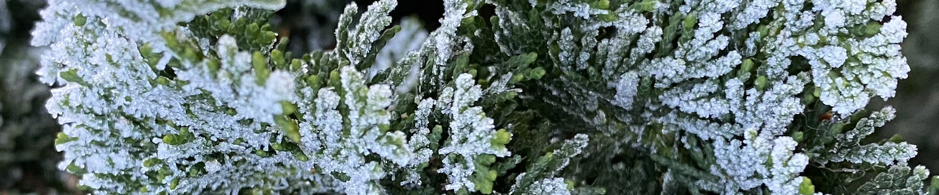 Eis und Schnee auf Muschelzypresse