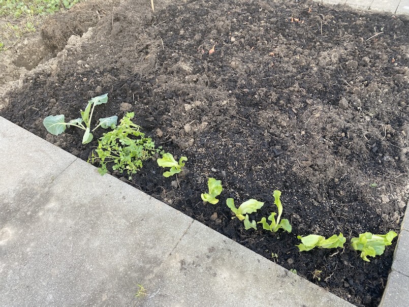 Erster Pflanzen im Mietergarten