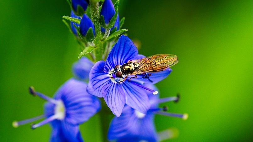 Insekt auf blauvioletter Blüte