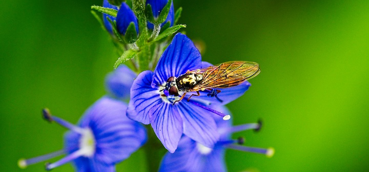 Insekt auf blauvioletter Blüte
