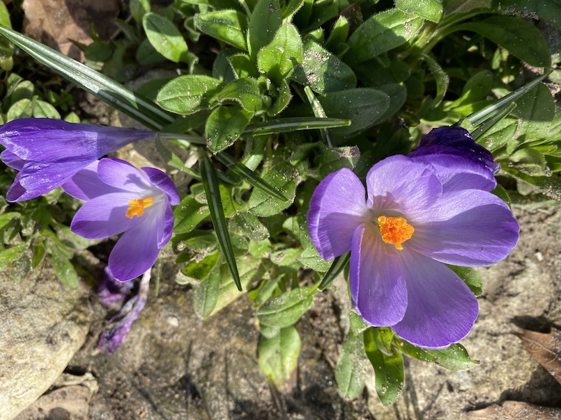 Krokusse im Garten