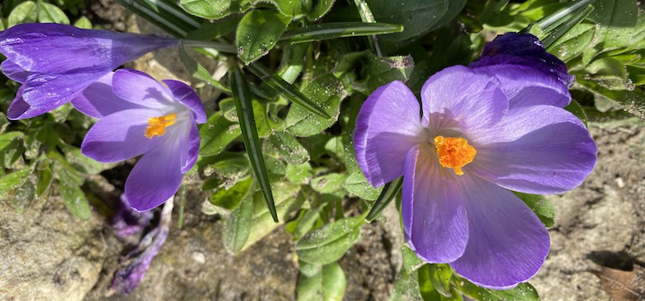 Krokusse im Garten