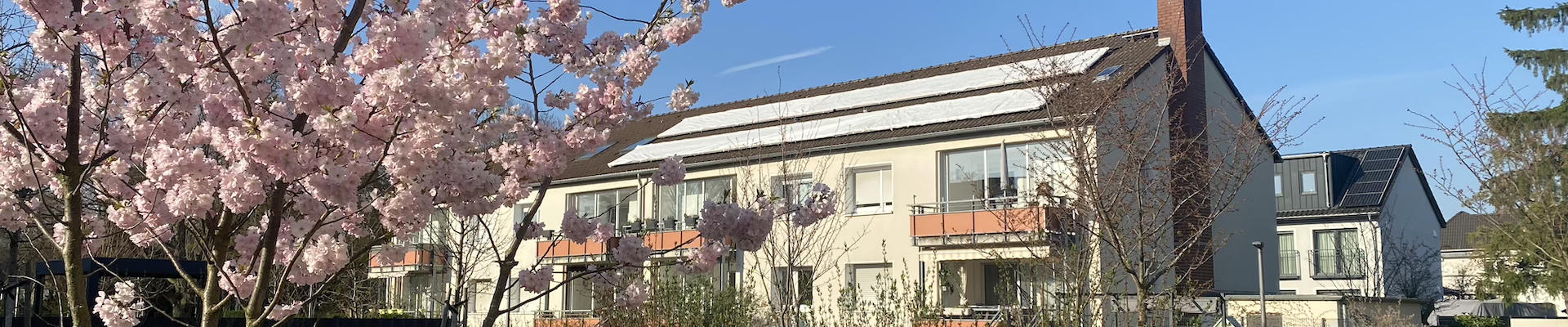 Mietergarten Zierkirsche