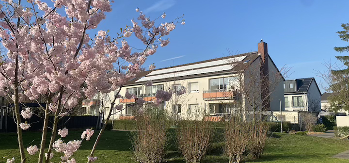 Mietergarten Zierkirsche