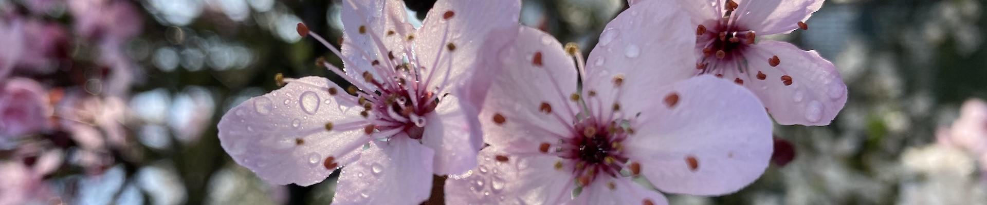 Pflaumenbuchenblüte