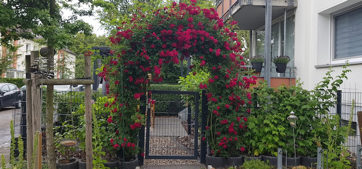 Mietergarten Eingang Rosen