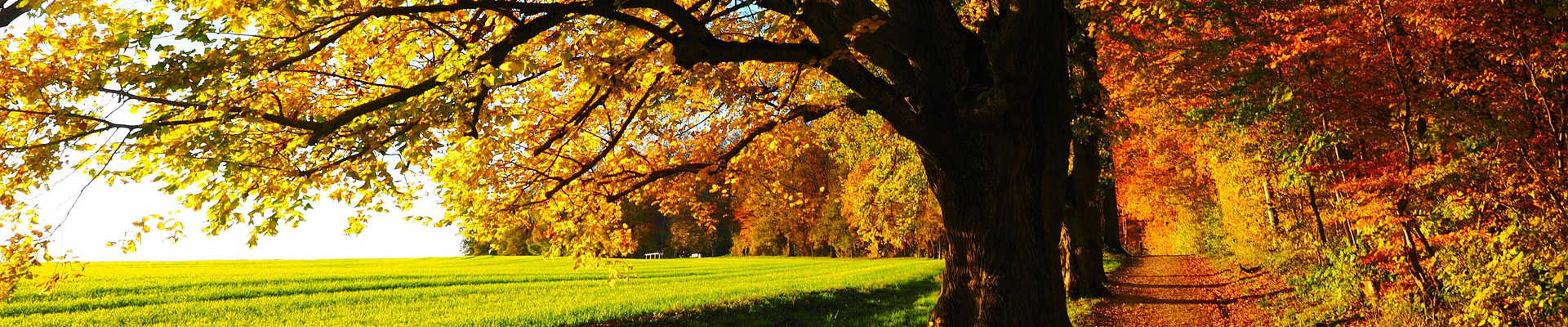 Herbstwanderung unter bunt gefärbten Bäumen in der Herbstsonne