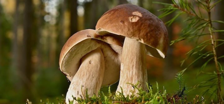 Steinpilze auf Moos