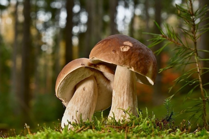 Steinpilze im Wald