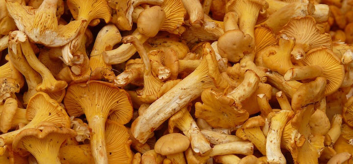 Pfifferlinge Rezept