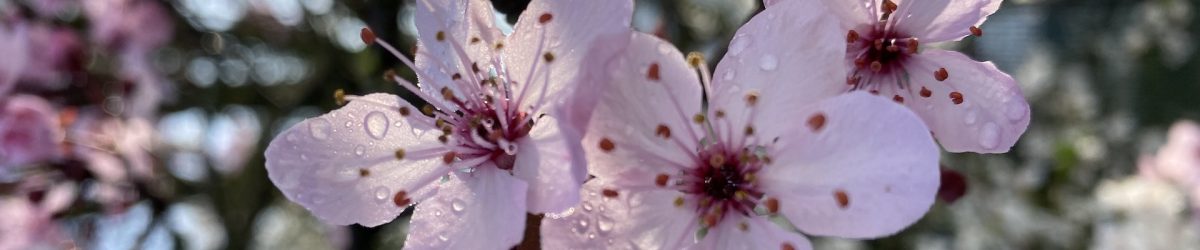 Pflaumenbuchenblüte